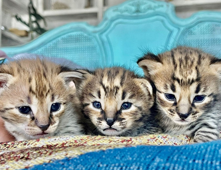 Leongolden Hope Litter F2 Kittens