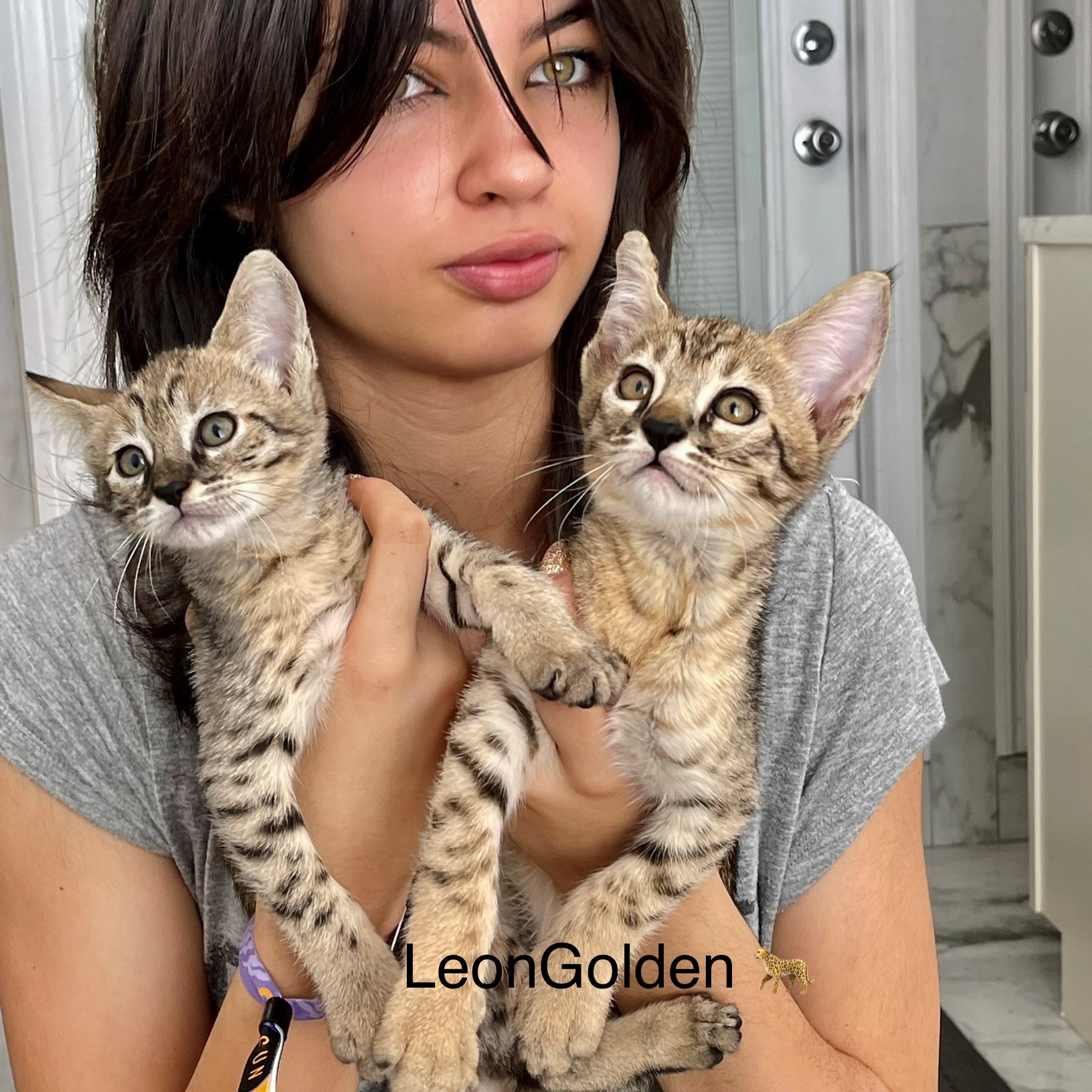 Leongolden Royal 👑 Litter F3 Kittens
