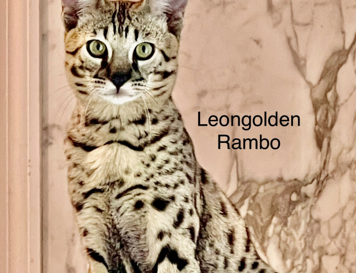 Leongolden F3 Rambo